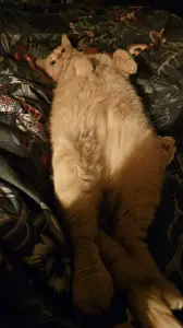 Leentje 02 Mijn charmante logeetje